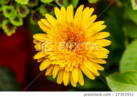 Yellow  Gerbera flower isolate  27363952