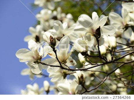 白木蓮 白木蓮 27364266