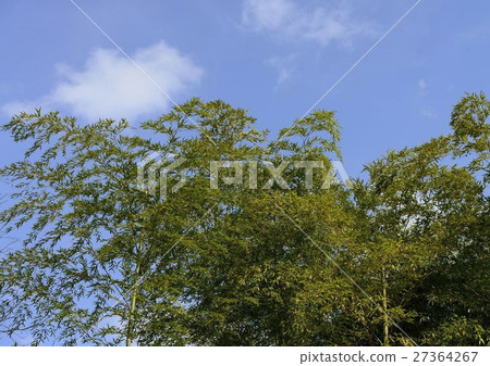 竹森林和藍天 27364267