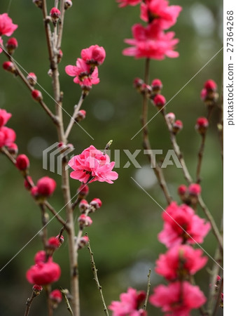 花桃 花桃 27364268