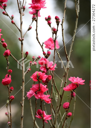 花桃 花桃 27364272