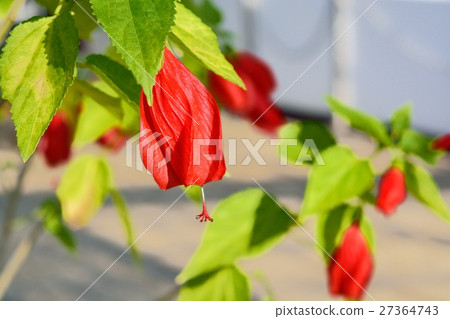 馬爾巴粘性 27364743