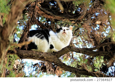 觀看樹的貓一個遙遠的地方 27364927
