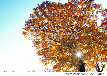 Autumn leaves on the shores of Suegawa 04 Autumn leaves on the shores of Suegawa 04 27365004