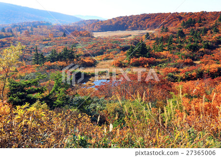 Sukawa高原01的秋葉 27365006