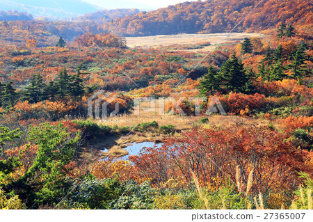 Sukawa高原02的秋葉 27365007