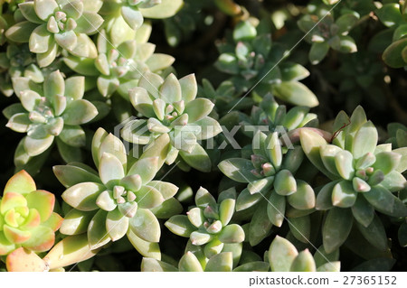 Rougetsu / Graptopetalum Rougetsu / Graptopetalum 27365152