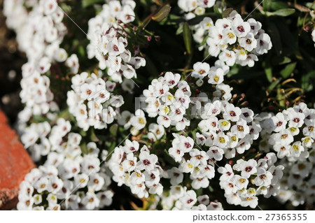 Alyssum 27365355