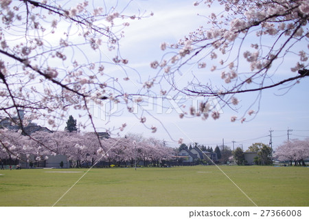 Cherry blossoms at Hakkei Shimizuya Park 27366008