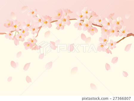 Cherry blossoms come down 27366807