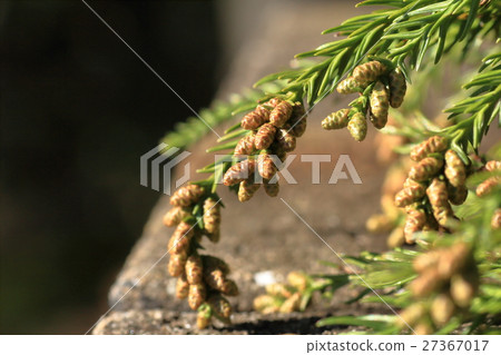 杉花粉 杉花粉 27367017