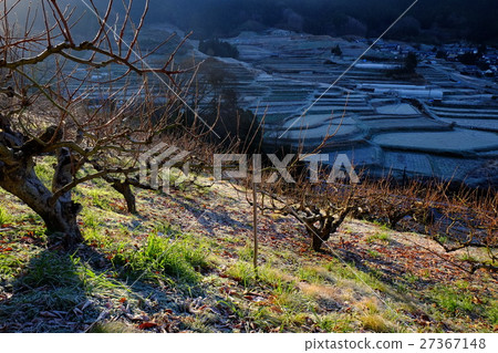 霜凍梯田（奈良高志郡明日香） 27367148