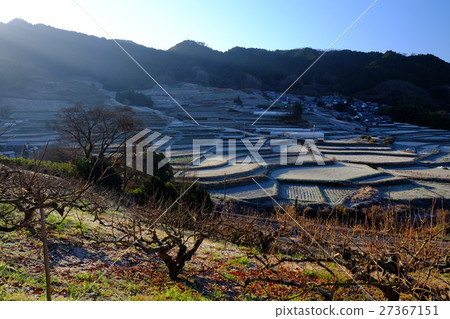 霜凍梯田（奈良高志郡明日香） 27367151