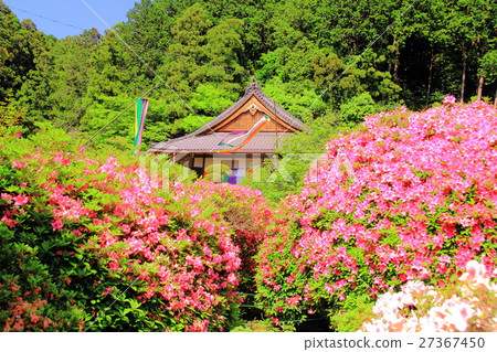 Azalea blooming at Funakuji (Nara Prefecture Gosho City) 27367450