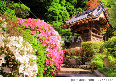 在Funakuji(奈良縣Gosho市)開花的杜鵑花 在Funakuji(奈良縣Gosho市)開花的杜鵑花 27367452