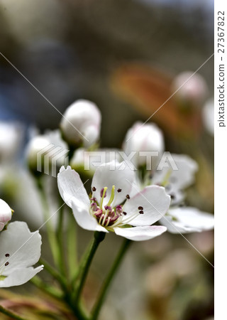 Nagi-machi Yamanashi的天然紀念碑 Nagi-machi Yamanashi的天然紀念碑 27367822