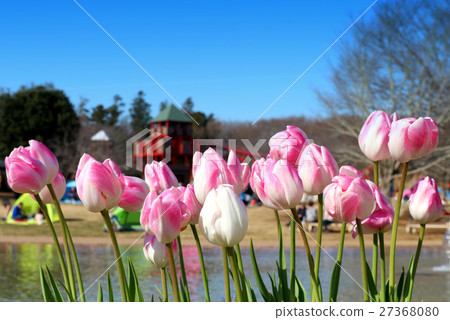 Funabashi Andersen Park's Ice Tulip (January) Funabashi City, Chiba Prefecture 27368080