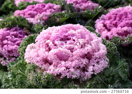 Leaf peony Leaf peony 27368716