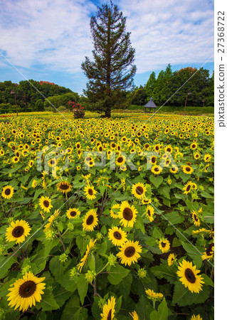 Sunflower field and metasequoia longitudinal position 27368722