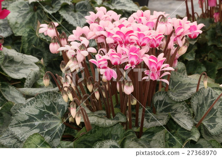 Cyclamen 27368970