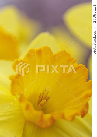 Narcissus 27369111
