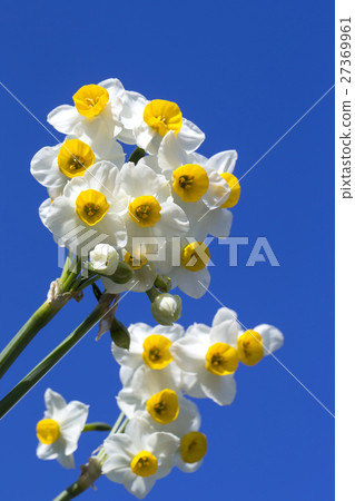 Narcissus 27369961