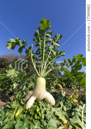 Interestingly shaped radish 27369962
