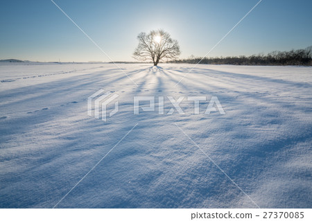 Harnile tree 27370085