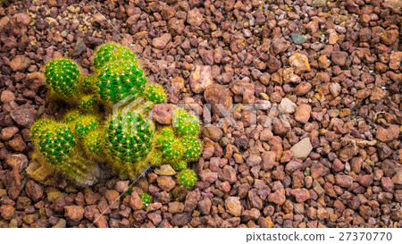 Group of Cactaceae in Botanic Garden. Group of Cactaceae in Botanic Garden. 27370770