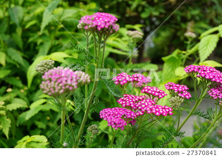 Beautiful Saw Palmetto 27370841