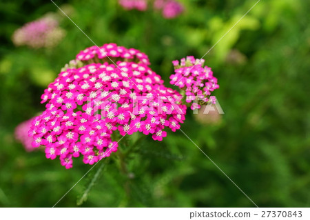 美麗的鋸矮棕櫚條 美麗的鋸矮棕櫚條 27370843