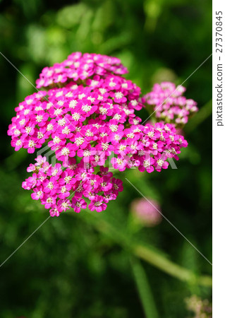 Beautiful Saw Palmetto 27370845