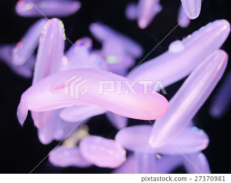 Shinkai假髮米 27370981