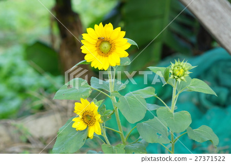 Sunflower 27371522