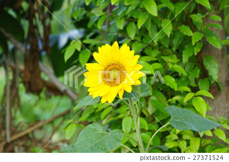 Sunflower 27371524