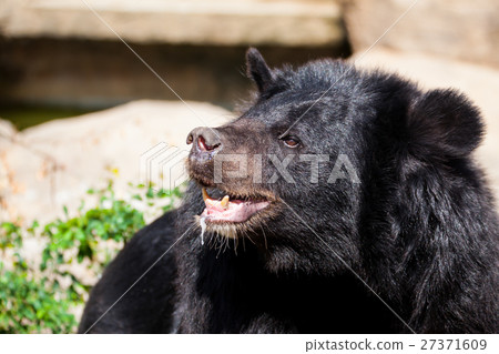 Asian great black bear. 27371609
