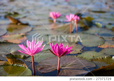 Waterlily or lotus flower. 27371729
