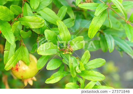 石榴 石榴 27371846