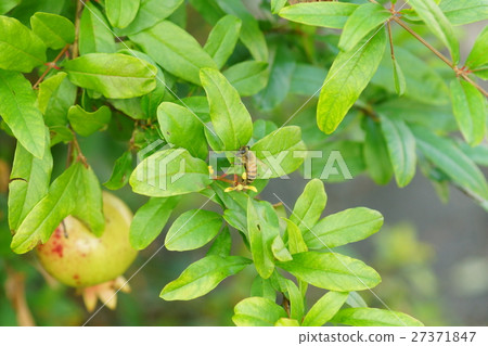 石榴 石榴 27371847