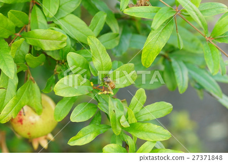 Gypsum Gypsum 27371848