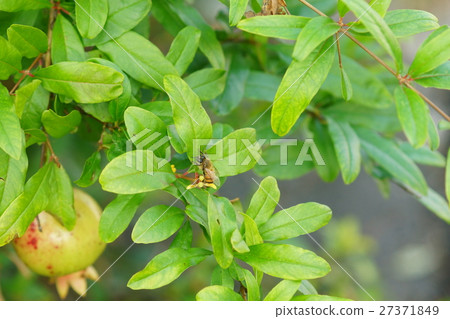 石榴 石榴 27371849