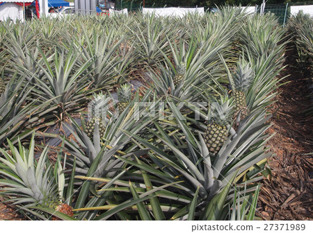 Views on pineapple farms  27371989