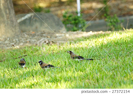 樹鵲 樹鵲 27372154