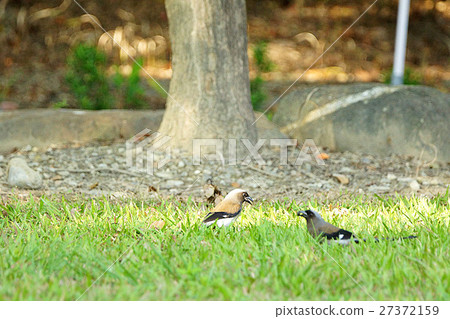 樹鵲 樹鵲 27372159