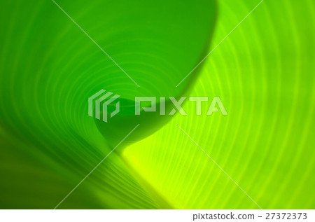 Surface in banana leaf with sunlight. Surface in banana leaf with sunlight. 27372373