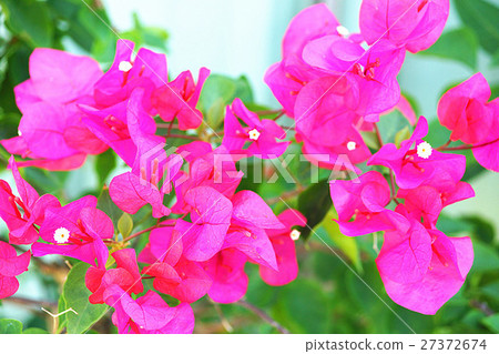 九重葛 九重葛 27372674