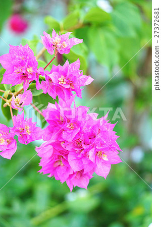Bougainvillea 27372681