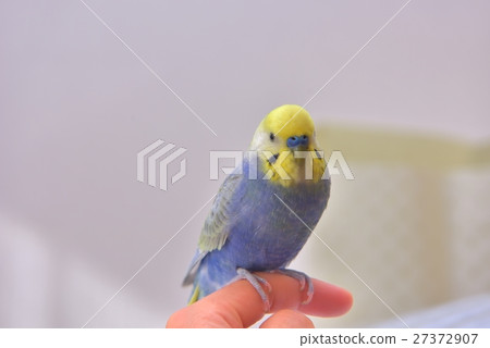 Two-year-old sekisei fukaru! Two-year-old sekisei fukaru! 27372907