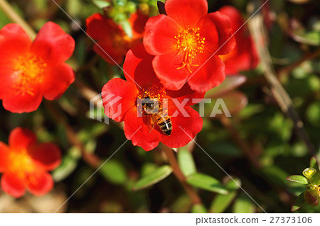 Honey bee Honey bee 27373106