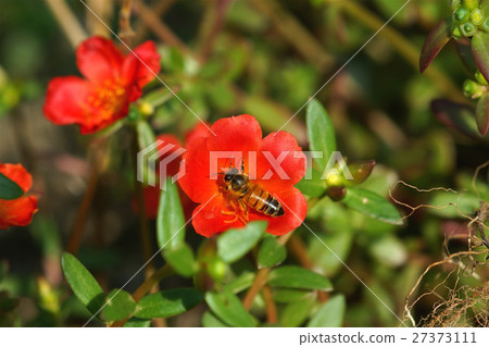 蜜蜂 27373111